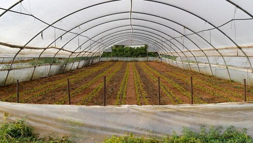 低成本高回報(bào) 農(nóng)作物種子經(jīng)營，年賺六萬不是夢